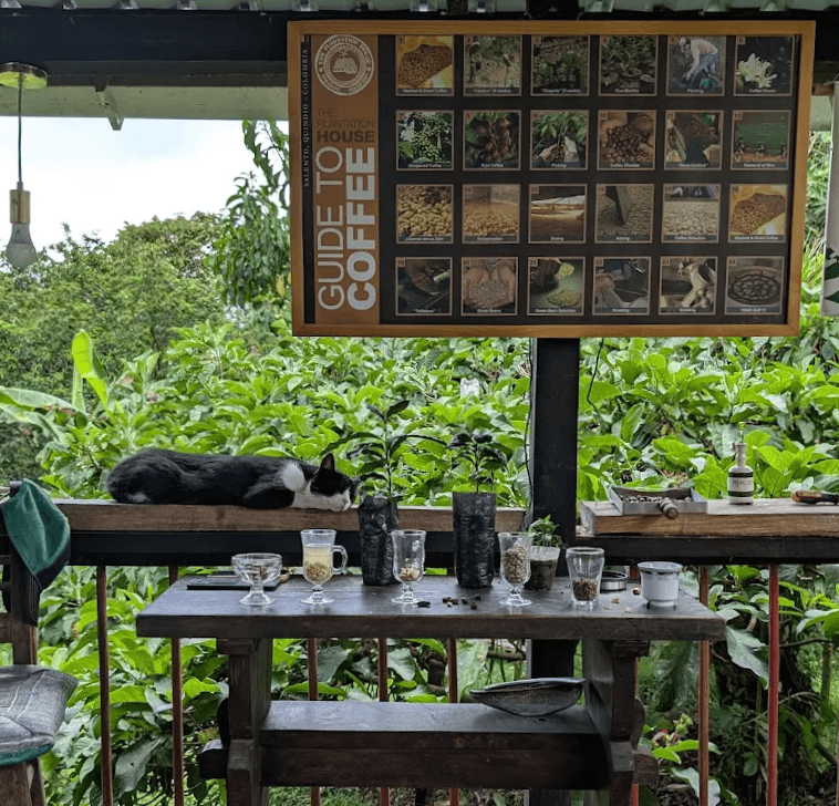 Finca Don Eduardo - Coffee Tour Salento