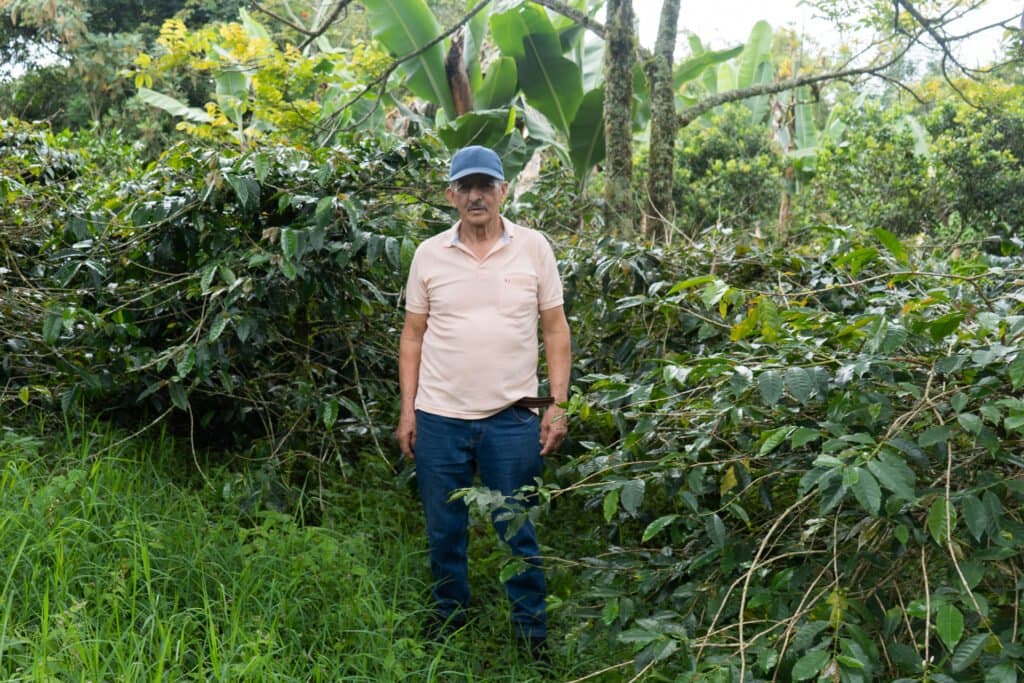 Coffee plants at Finca Don Eduardo, Salento