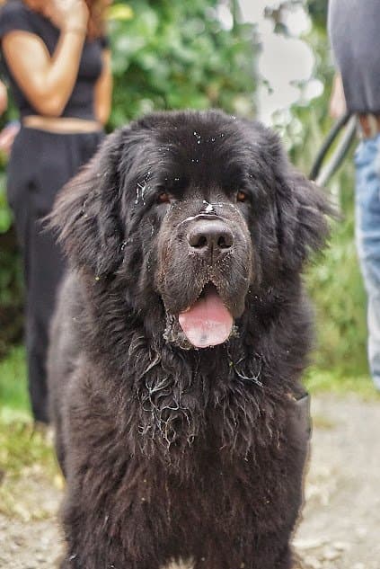 Stanley